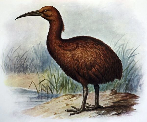 Illustration: Brown Swamphen- from Rothschild 1907. Based on paintings and bones ex Mauritius
