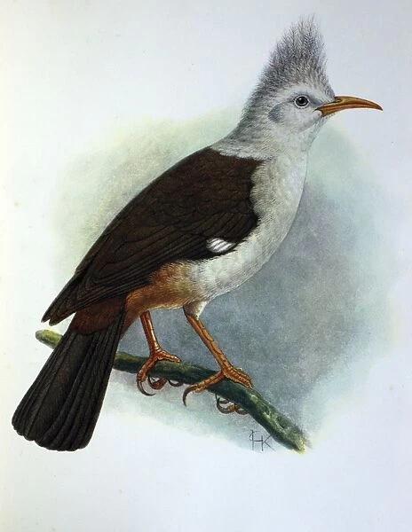 Illustration: Crested starling /  Hoopoe starling, Reunion. From Rothschild 1907