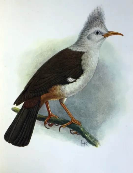 Framed Print : Illustration: Crested starling / Hoopoe starling, Reunion. From Rothschild 1907 Framed Print : Illustration: Crested starling / Hoopoe starling, Reunion. From Rothschild 1907