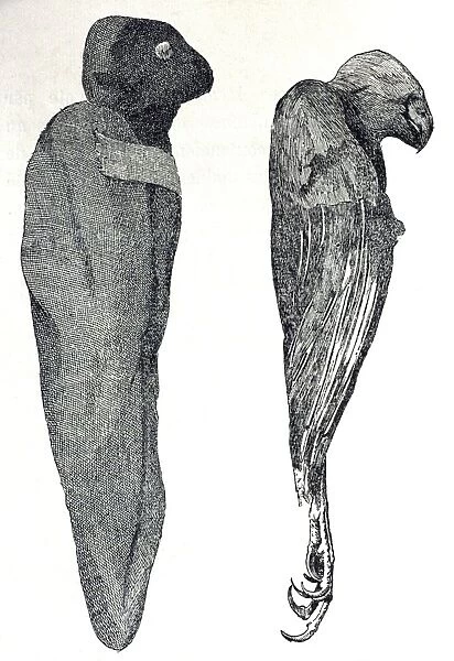 Illustration - Eqyptian Mummy Falcons