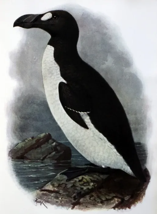 Framed Print : Illustration: Great auk- from Rothschild 1907, original artwork by J G Keulemans Framed Print : Illustration: Great auk- from Rothschild 1907, original artwork by J G Keulemans