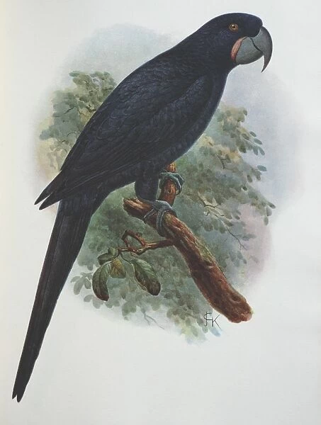 Illustration: Guadalupe parrot- from Rothschild 1907, original artwork by J G Keulemans