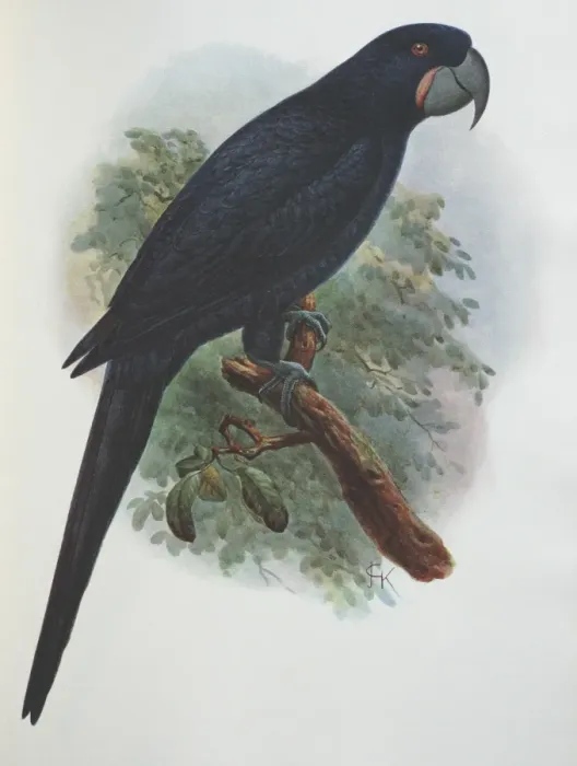 Framed Print : Illustration: Guadalupe parrot- from Rothschild 1907, original artwork by J G Keulemans Framed Print : Illustration: Guadalupe parrot- from Rothschild 1907, original artwork by J G Keulemans