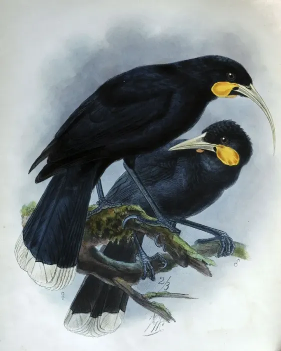 Framed Print : Illustration: Huia, male and female. From Buller 1873, original artwork by J G Keulemans Framed Print : Illustration: Huia, male and female. From Buller 1873, original artwork by J G Keulemans