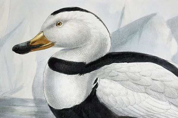 Illustration - Labrador Duck- male, from G D Rowley Extinct c1875