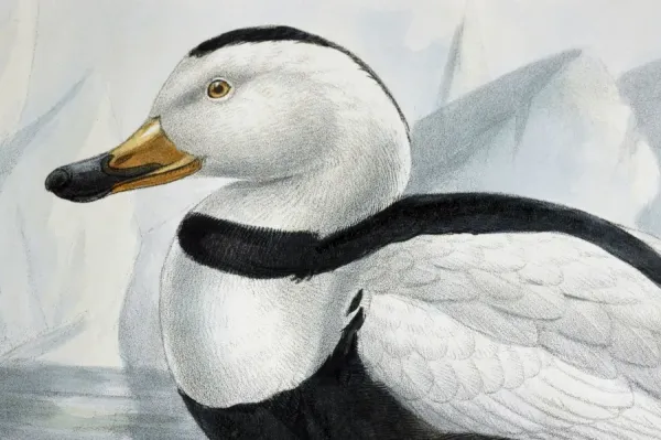 Labrador Duck Print, Camptorhynchus labradorius, c1875. Art Prints