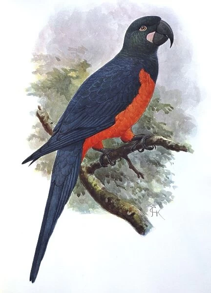 Illustration: Martinique parrot- from Rothschild 1907, original artwork by J G Keulemans