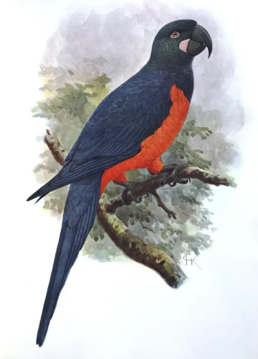 Framed Print : Illustration: Martinique parrot- from Rothschild 1907, original artwork by J G Keulemans Framed Print : Illustration: Martinique parrot- from Rothschild 1907, original artwork by J G Keulemans