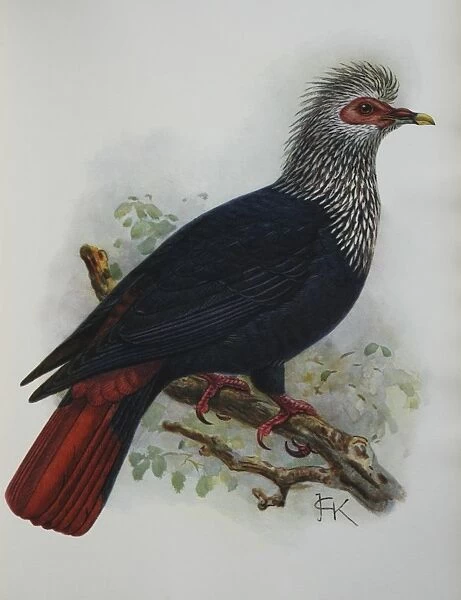 Illustration: Mauritius Blue Pigeon- from Rothshchild 1907, original artwork by J G Keulemans