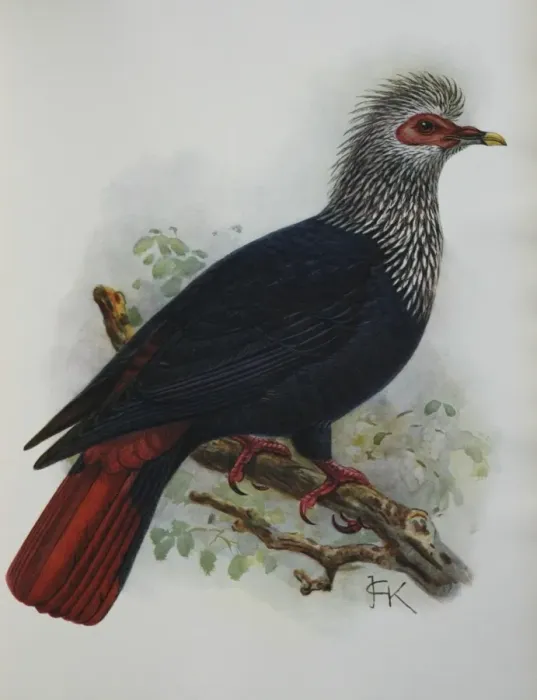 Framed Print : Illustration: Mauritius Blue Pigeon- from Rothshchild 1907, original artwork by J G Keulemans Framed Print : Illustration: Mauritius Blue Pigeon- from Rothshchild 1907, original artwork by J G Keulemans