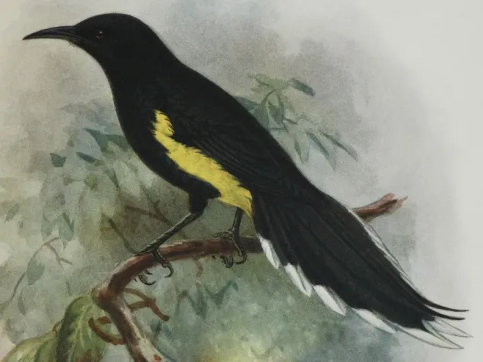 Framed Print : Illustration: Moho, Hawaii. From Rothschild 1907, original artwork by J G Keulemans Framed Print : Illustration: Moho, Hawaii. From Rothschild 1907, original artwork by J G Keulemans