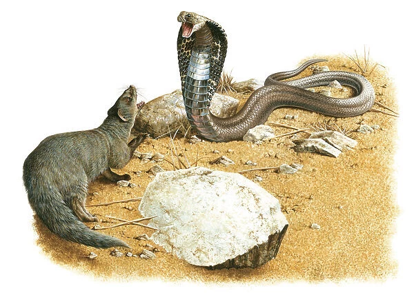Illustration ~ Mongoose versus Cobra
