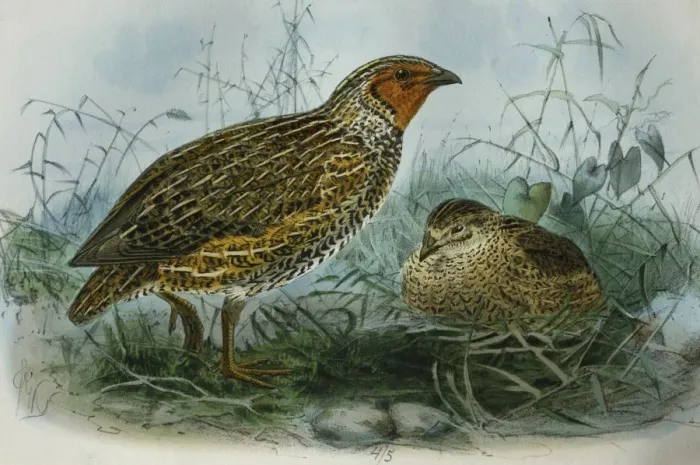 Framed Print : Illustration: New Zealand Quail. From Buller 1873, original artwork by J G Keulemans Framed Print : Illustration: New Zealand Quail. From Buller 1873, original artwork by J G Keulemans