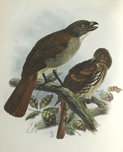 Illustration: New Zealand thrush. From Buller 1873, original artwork by J G Keulemans