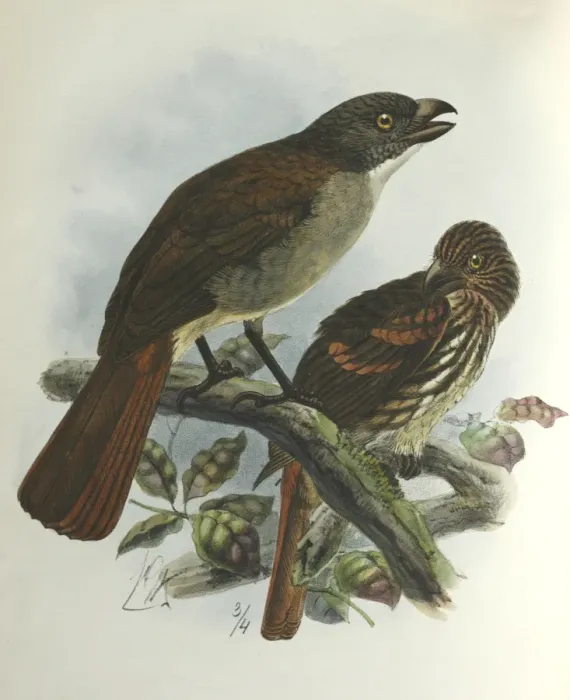 Framed Print : Illustration: New Zealand thrush. From Buller 1873, original artwork by J G Keulemans Framed Print : Illustration: New Zealand thrush. From Buller 1873, original artwork by J G Keulemans