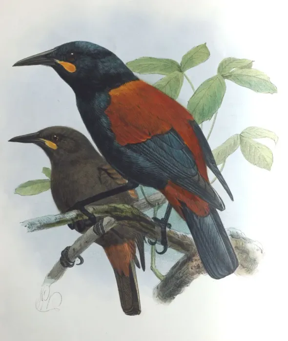 Framed Print : Illustration: Saddleback, New Zealand. From Buller 1873, original artwork by J G Keulemans Framed Print : Illustration: Saddleback, New Zealand. From Buller 1873, original artwork by J G Keulemans