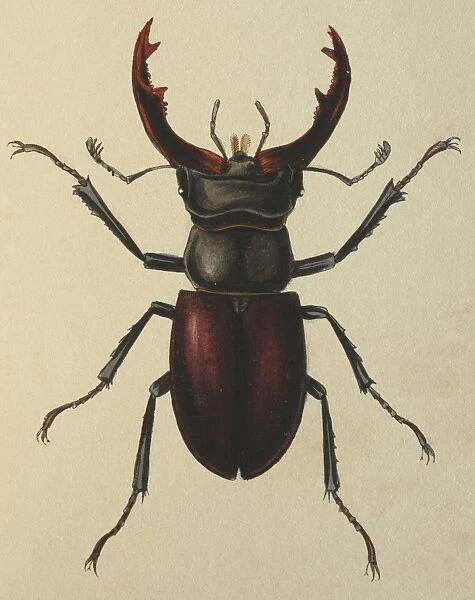 Illustration: Stag beetle (male)