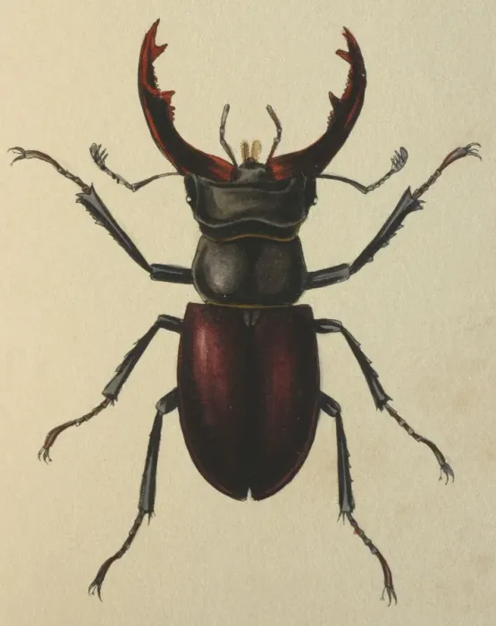 Framed Print : Illustration: Stag beetle (male) Framed Print : Illustration: Stag beetle (male)