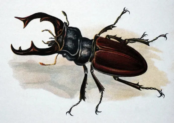 Framed Print : Illustration: Stag Beetle (male) Framed Print : Illustration: Stag Beetle (male)