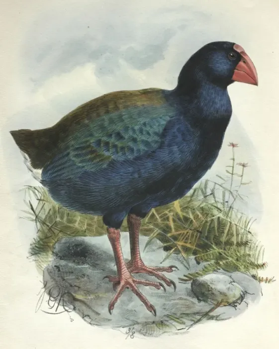 Framed Print : Illustration: Takahe. From Rothschild 1907, original artwork by J G Keulemans Framed Print : Illustration: Takahe. From Rothschild 1907, original artwork by J G Keulemans