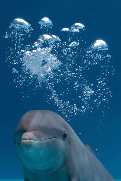 IMG 8088. STA-265. Bottlenose Dolphin - swimming underwater - with water bubble