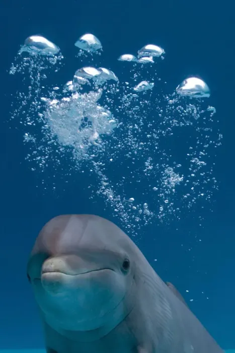 Framed Print : IMG 8088. STA-265. Bottlenose Dolphin - swimming underwater - with water bubble Framed Print : IMG 8088. STA-265. Bottlenose Dolphin - swimming underwater - with water bubble