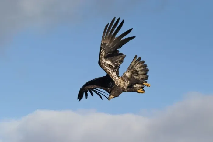 Framed Print : Immature Bald Eagle in flight. Homer Alaska Framed Print : Immature Bald Eagle in flight. Homer Alaska
