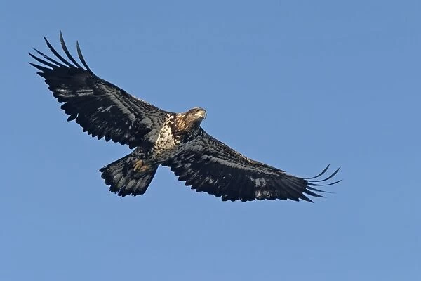 Immature Bald Eagle in flight. Homer Alaska