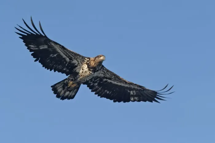 Framed Print : Immature Bald Eagle in flight. Homer Alaska Framed Print : Immature Bald Eagle in flight. Homer Alaska