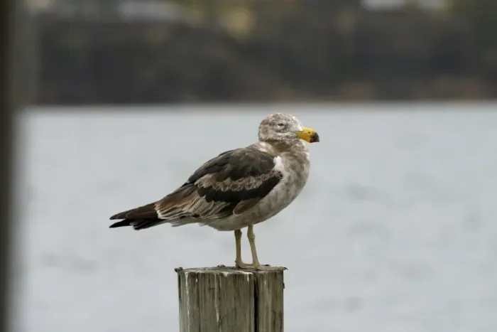 Framed Print : Immature Pacific Gull At Kingston, Tasmania, Australia Framed Print : Immature Pacific Gull At Kingston, Tasmania, Australia