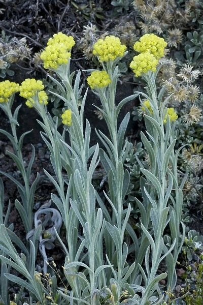 An immortelle, or everlasting (Helichrysum splendidum), from southern Africa