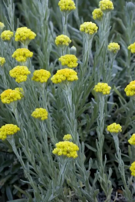 Framed Print : Immortelle or Sand Everlasting (Helichrysum arenarium), S. Sweden Framed Print : Immortelle or Sand Everlasting (Helichrysum arenarium), S. Sweden