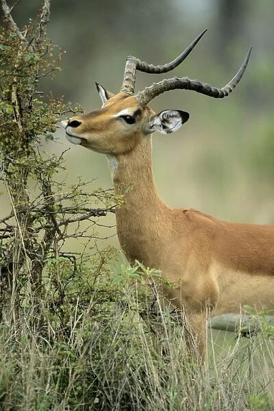 Impala - buck, with lip caught on thorny bush, Kruger national park, S. Africa