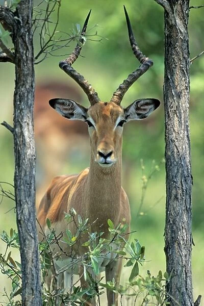 Impala - buck standing between 2 trees, Kruger national park, S. Africa
