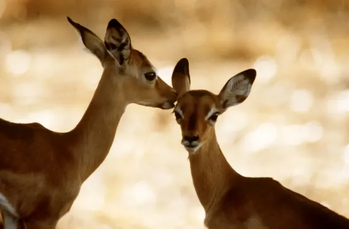 Framed Print : Impala Calves, Luangwa National Park, Zambia, Africa Framed Print : Impala Calves, Luangwa National Park, Zambia, Africa