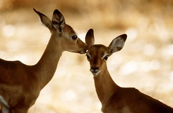 Impala Calves, Luangwa National Park, Zambia, Africa