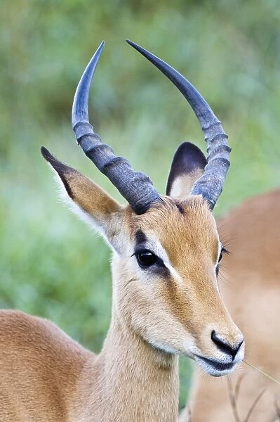 Impala - close up of head of immature male - Kalahari - Botswana