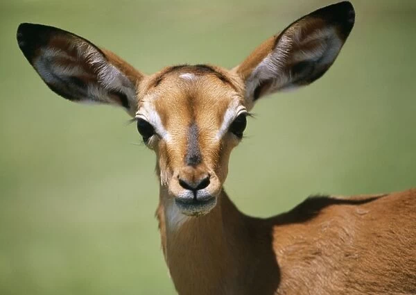 Impala Close-up of head