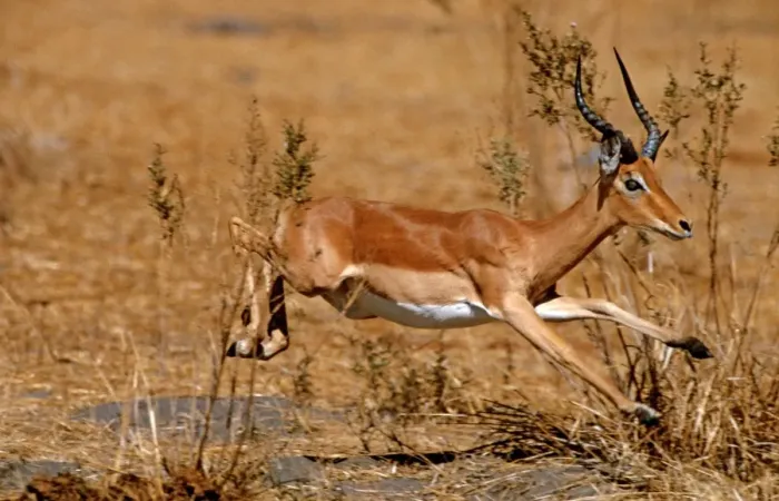 Framed Print : Impala CRH 763 Leaping - Moremi, Botswana Aepyceros melampus © Chris Harvey / ardea. com Framed Print : Impala CRH 763 Leaping - Moremi, Botswana Aepyceros melampus © Chris Harvey / ardea. com