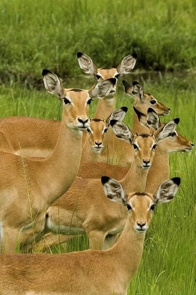 Impala family - Katavi - Tanzania - Africa