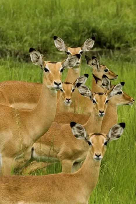 Framed Print : Impala family - Katavi - Tanzania - Africa Framed Print : Impala family - Katavi - Tanzania - Africa