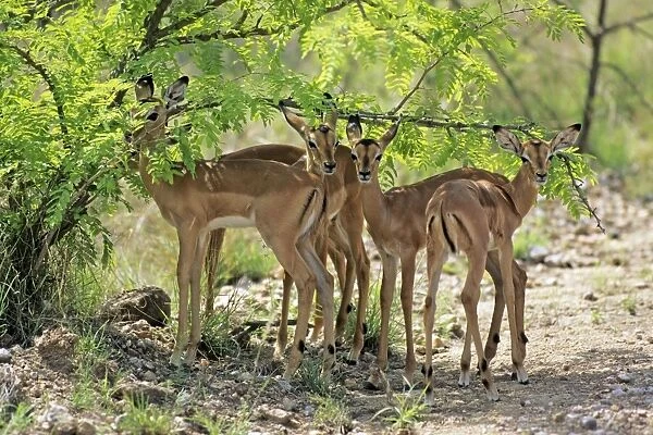 Impala - fawns seeking shadow of bush, Kruger national park, S. Africa