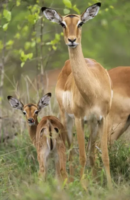 Framed Print : Impala - female with calf Framed Print : Impala - female with calf