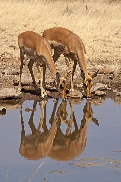 Impala - two females drinking at waterhole - Mashatu Game Reserve - Botswana