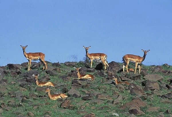 Impala - group. Maasai Mara National Park - kenya - Africa
