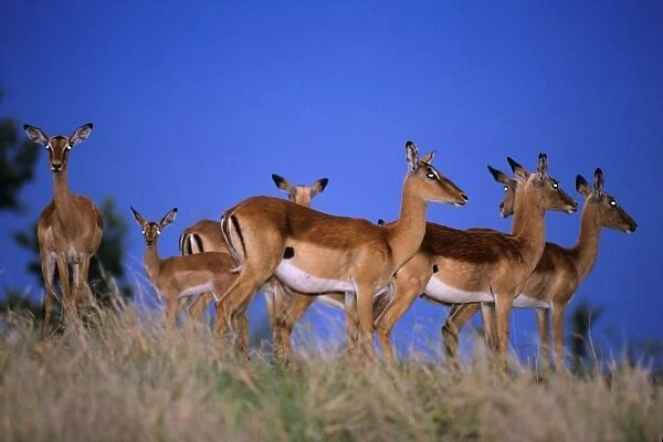 Impala - herd alert to approaching thunder, Kruger national park, S. Africa