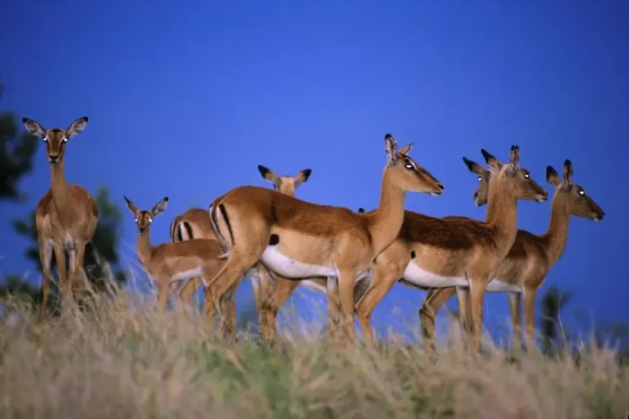 Framed Print : Impala - herd alert to approaching thunder, Kruger national park, S. Africa Framed Print : Impala - herd alert to approaching thunder, Kruger national park, S. Africa