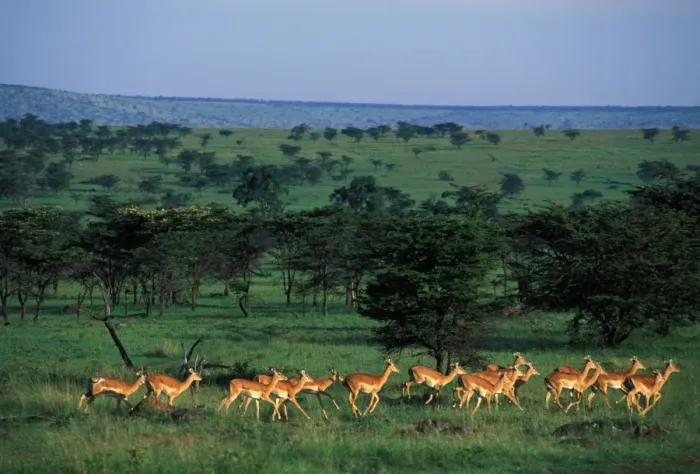 Framed Print : Impala A herd of Impala running Maasai Mara, Kenya, Africa Framed Print : Impala A herd of Impala running Maasai Mara, Kenya, Africa