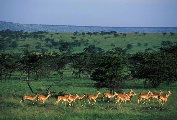 Impala A herd of Impala running Maasai Mara, Kenya, Africa