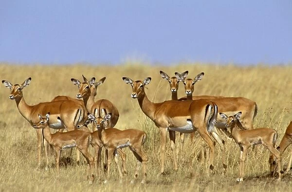 Impala - herd including young - Masai Mara National Reserve - Kenya JFL09603
